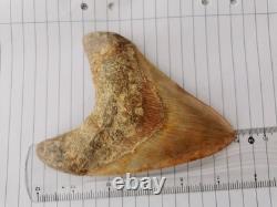 5.5(14 cm) long x 3.93 (10 cm) wide beautifully curved Megalodon tooth