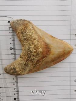 5.5(14 cm) long x 3.93 (10 cm) wide beautifully curved Megalodon tooth