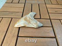5.5(14 cm) long x 3.93 (10 cm) wide beautifully curved Megalodon tooth