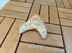 5.5(14 cm) long x 3.93 (10 cm) wide beautifully curved Megalodon tooth