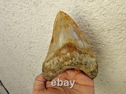 5.5(14 cm) long x 3.93 (10 cm) wide beautifully curved Megalodon tooth