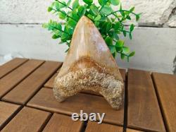 5.5(14 cm) long x 3.93 (10 cm) wide beautifully curved Megalodon tooth