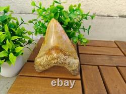 5.5(14 cm) long x 3.93 (10 cm) wide beautifully curved Megalodon tooth