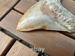 5.5(14 cm) long x 3.93 (10 cm) wide beautifully curved Megalodon tooth