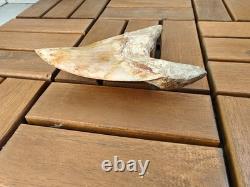 5.5(14 cm) long x 3.93 (10 cm) wide beautifully curved Megalodon tooth