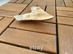 5.5(14 cm) long x 3.93 (10 cm) wide beautifully curved Megalodon tooth