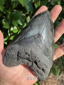 5 & 5/8 MEGALODON SHARK TOOTH, River Tooth, Not Offshore NO REPAIRS