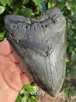 5 & 5/8 MEGALODON SHARK TOOTH, River Tooth, Not Offshore NO REPAIRS