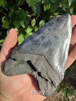 5 & 5/8 MEGALODON SHARK TOOTH, River Tooth, Not Offshore NO REPAIRS