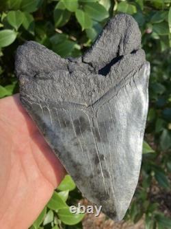 5 & 5/8 MEGALODON SHARK TOOTH, River Tooth, Not Offshore NO REPAIRS