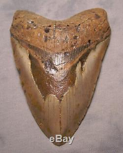 5 5/8 Megalodon Shark Tooth Fossil Beast Extinct Jaw Meg Teeth Diver Megladon