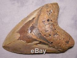 5 5/8 Megalodon Shark Tooth Fossil Beast Extinct Jaw Meg Teeth Diver Megladon