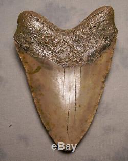 5 5/8 Megalodon Shark Tooth Fossil Beast Extinct Jaw Meg Teeth Diver Megladon