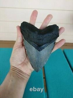 5.5 Inch Real Megalodon Shark Tooth Authentic No Restorations