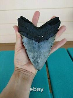 5.5 Inch Real Megalodon Shark Tooth Authentic No Restorations