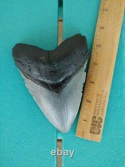 5.5 Inch Real Megalodon Shark Tooth Authentic No Restorations