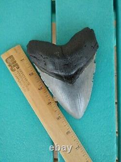 5.5 Inch Real Megalodon Shark Tooth Authentic No Restorations