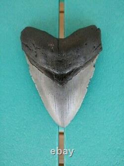 5.5 Inch Real Megalodon Shark Tooth Authentic No Restorations