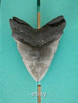 5.5 Inch Real Megalodon Shark Tooth Authentic No Restorations