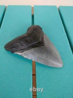 5.5 Inch Real Megalodon Shark Tooth Authentic No Restorations