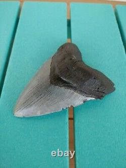 5.5 Inch Real Megalodon Shark Tooth Authentic No Restorations