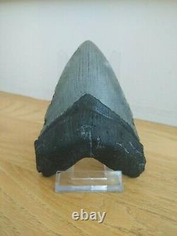 5.5 Inch Real Megalodon Shark Tooth Authentic No Restorations