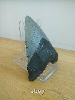 5.5 Inch Real Megalodon Shark Tooth Authentic No Restorations