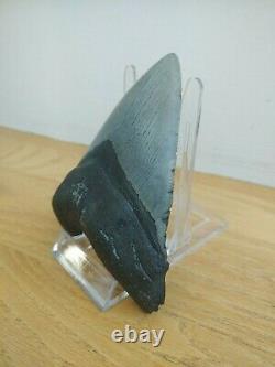 5.5 Inch Real Megalodon Shark Tooth Authentic No Restorations