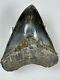 5.621 Pristine Black Megalodon Tooth Fossil (240403al5.621)