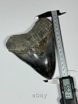 5.621 Pristine black Megalodon tooth fossil (240403AL5.621)