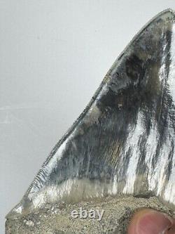 5.621 Pristine black Megalodon tooth fossil (240403AL5.621)
