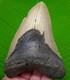 5.65 Megalodon Shark Tooth Real Fossil No Restorations Sharks Teeth