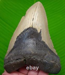 5.65 MEGALODON SHARK TOOTH Real Fossil No Restorations Sharks Teeth