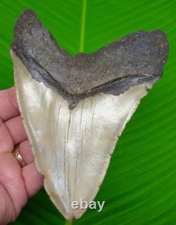 5.65 MEGALODON SHARK TOOTH Real Fossil No Restorations Sharks Teeth