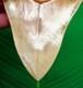 5.68 Megalodon Shark Tooth Real Fossil Indonesian No Restorations