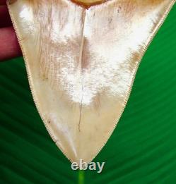 5.68 MEGALODON SHARK TOOTH Real Fossil Indonesian NO Restorations