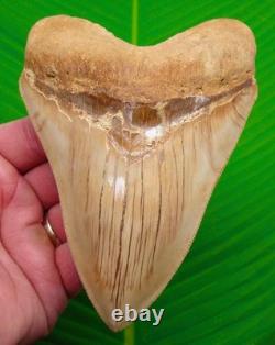 5.68 MEGALODON SHARK TOOTH Real Fossil Indonesian NO Restorations