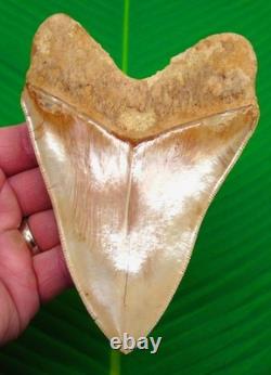 5.68 MEGALODON SHARK TOOTH Real Fossil Indonesian NO Restorations
