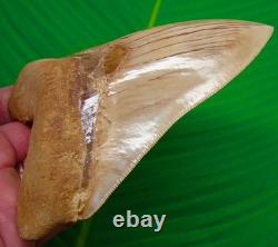 5.68 MEGALODON SHARK TOOTH Real Fossil Indonesian NO Restorations
