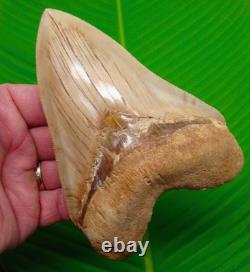 5.68 MEGALODON SHARK TOOTH Real Fossil Indonesian NO Restorations