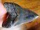 5.68 Inch Huge Tooth Georgia Megalodon Shark Tooth Teeth Jaw Fossil Hd17