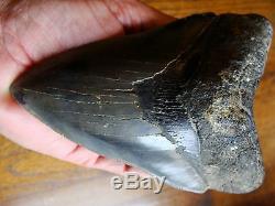 5.68 inch HUGE TOOTH Georgia Megalodon shark tooth teeth jaw fossil HD17
