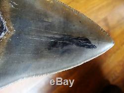 5.68 inch HUGE TOOTH Georgia Megalodon shark tooth teeth jaw fossil HD17
