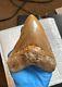 5.6 Otodus Megalodon Shark Tooth Fossil 100% Authentic, No Resto Or Repair