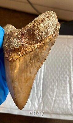 5.6 Otodus Megalodon shark tooth fossil 100% authentic, no resto or repair