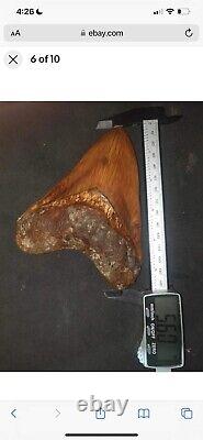 5.6 Otodus Megalodon shark tooth fossil 100% authentic, no resto or repair