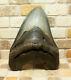 5.70 Large Megalodon Shark Tooth Fossil