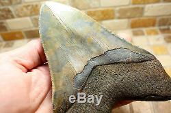 5.70 Large Megalodon Shark Tooth Fossil