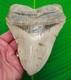 5.73 Megalodon Shark Tooth Real Fossil No Restorations Xl Massive 14.6 Ounces