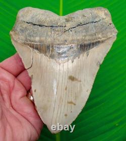 5.73 MEGALODON SHARK TOOTH Real Fossil No Restorations XL MASSIVE 14.6 ounces